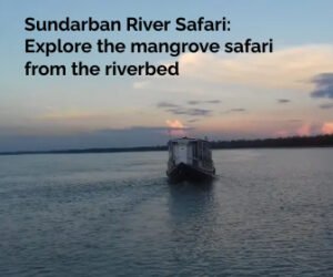 Read more about the article Sundarban River Safari : Explore the mangrove safari from the riverbed