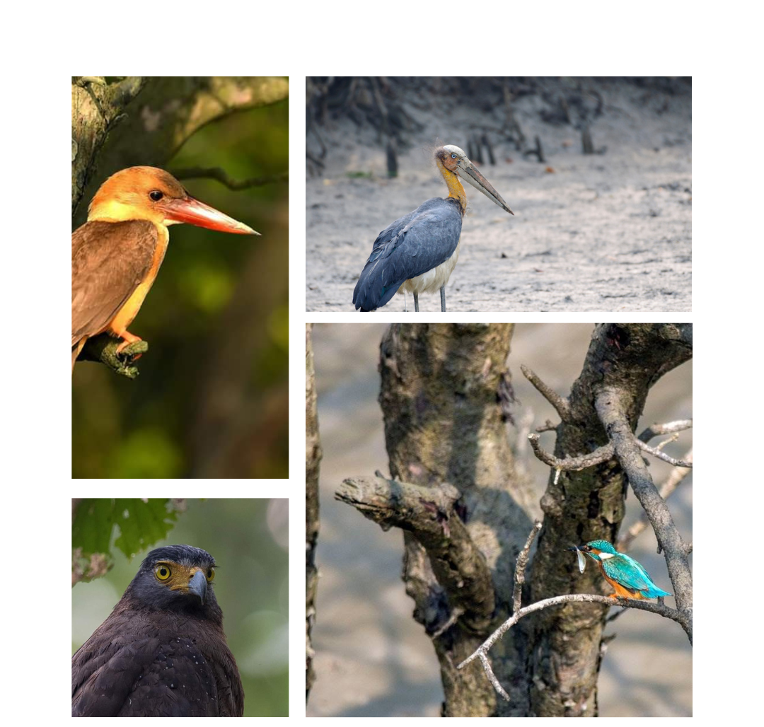 Read more about the article Sundarban Birdwatching Tourism: A Thrilling Adventure