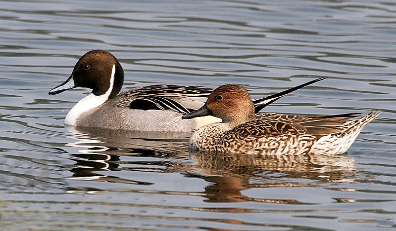 Northern Pintails