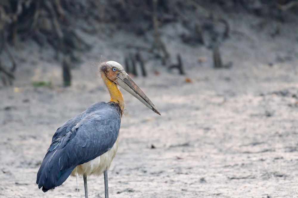 Lesser,Adjutant,Stork,In,Sunderban