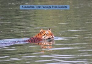 Read more about the article Sundarban Tour Package from Kolkata: A Wise Choice